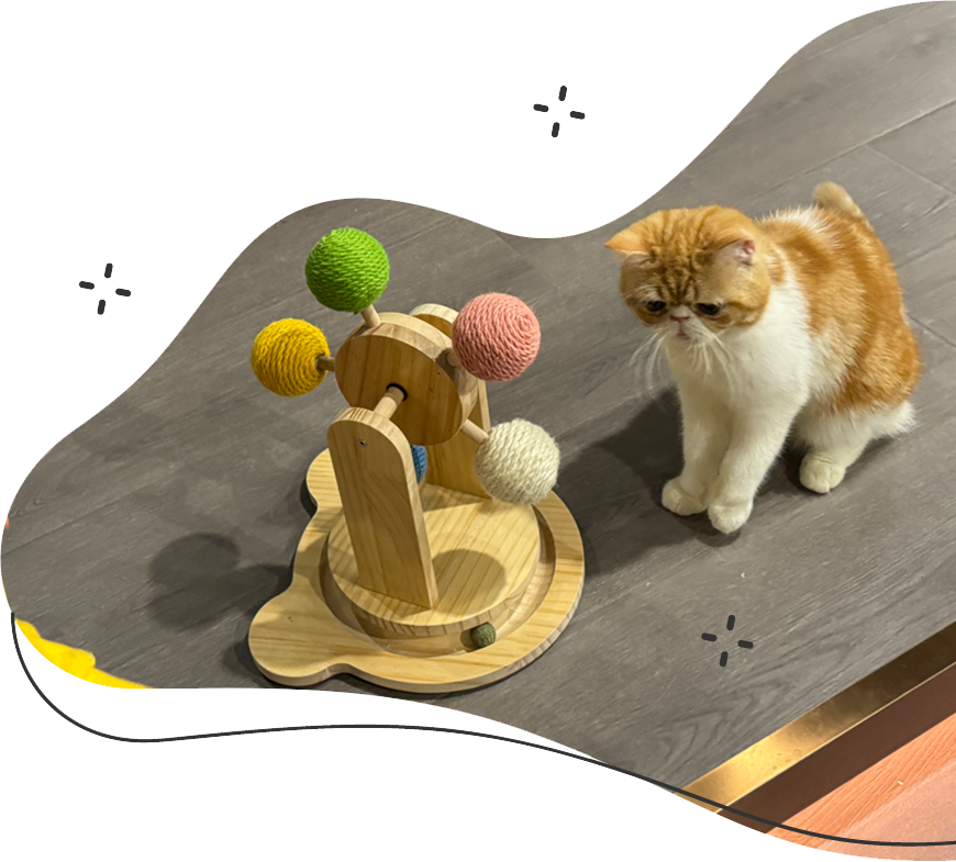 一隻橘白相間的異國短毛貓對著一個多彩的貓玩具露出好奇的表情。