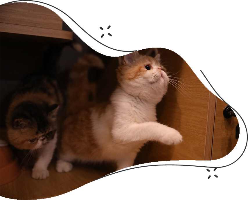 兩隻異國短毛貓在角落裡玩耍，其中一隻正舉起前爪準備戲弄另一隻。